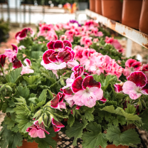 Ceylan Gözü (pelargonium)
