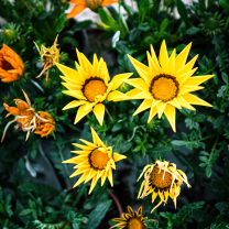 Gazanya (gazania)