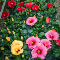 Japon Gülü (hibiscus rosa-sinensis)