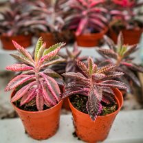 Aşkın Gözyaşı (Kalanchoe daigremontiana)