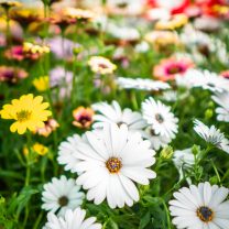 Bodrum Papatyası (Osteospermum fruticosum)