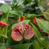 Filamingo (Anthurium)