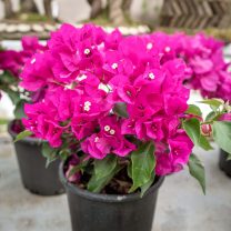 Begonwil (Bougainvillea glabra)