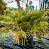 Humilis (chanaerops)