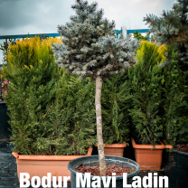 Bodur Mavi Ladin (Picea pungens)