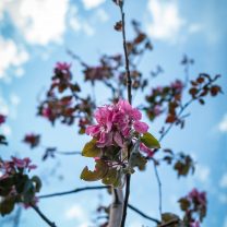 Süs Elması (Malus Floribunda)