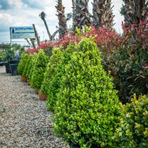 Piramit şimşir (Buxus Microphylla Faulkner Cono Pyramidal)