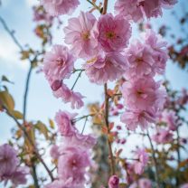 Süs Kirazı (Prunus serrulata)