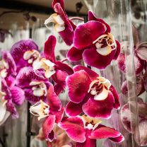 Su Perisi Orkide Lilyum Kırmızı