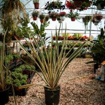 Formium Alacalı (Phormium Tenax Variegata)