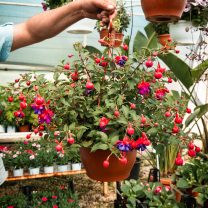 Küpeli Çiçeği Fuchsia Magellanica