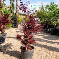 Japon Akça Ağacı (Acer Palmatum)