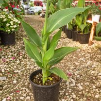 Kana Çiçeği (Canna İndica L.)