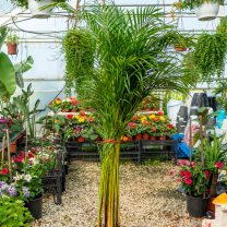 Areka Salon Palmiyesi (Dypsis Lutescens)