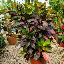 Croton Icetone (Kraton)