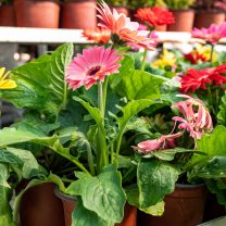 Gerbera Çiçeği