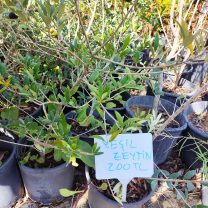 Yeşil Zeytin