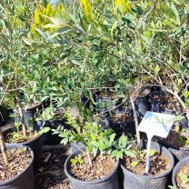 Zeytin